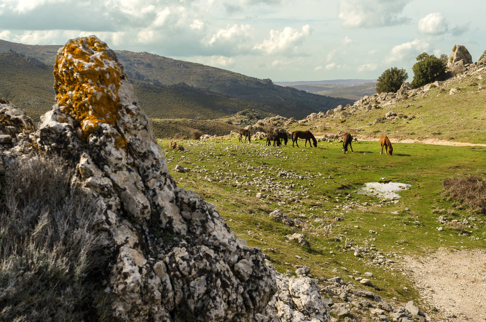 Chevaux dans la nature en laponie