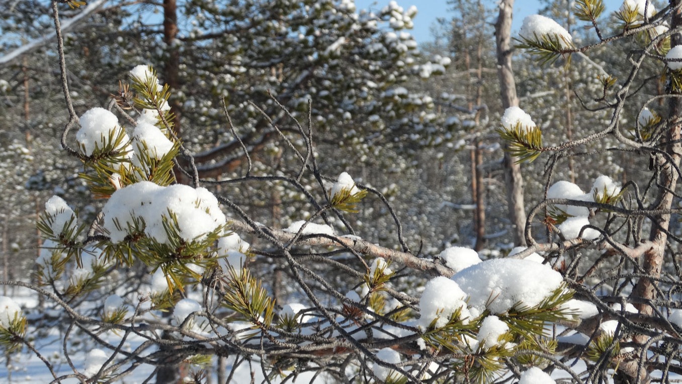 Paysage hivernal en Laponie