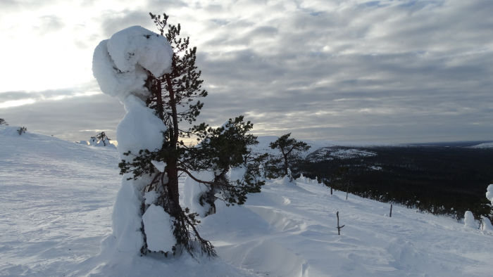 Arbres givrés en Laponie