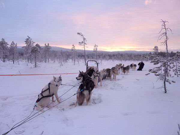 Attelage de huskies dans la forêt enneigée