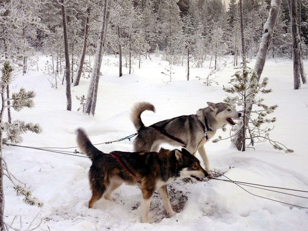 Attelage dans la neige