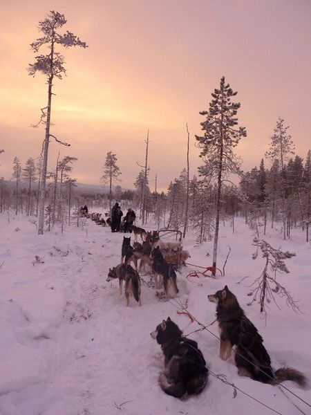 Husky de Sibérie