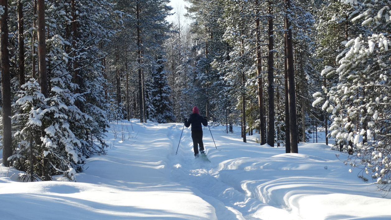Randonnée en raquettes dans la forêt