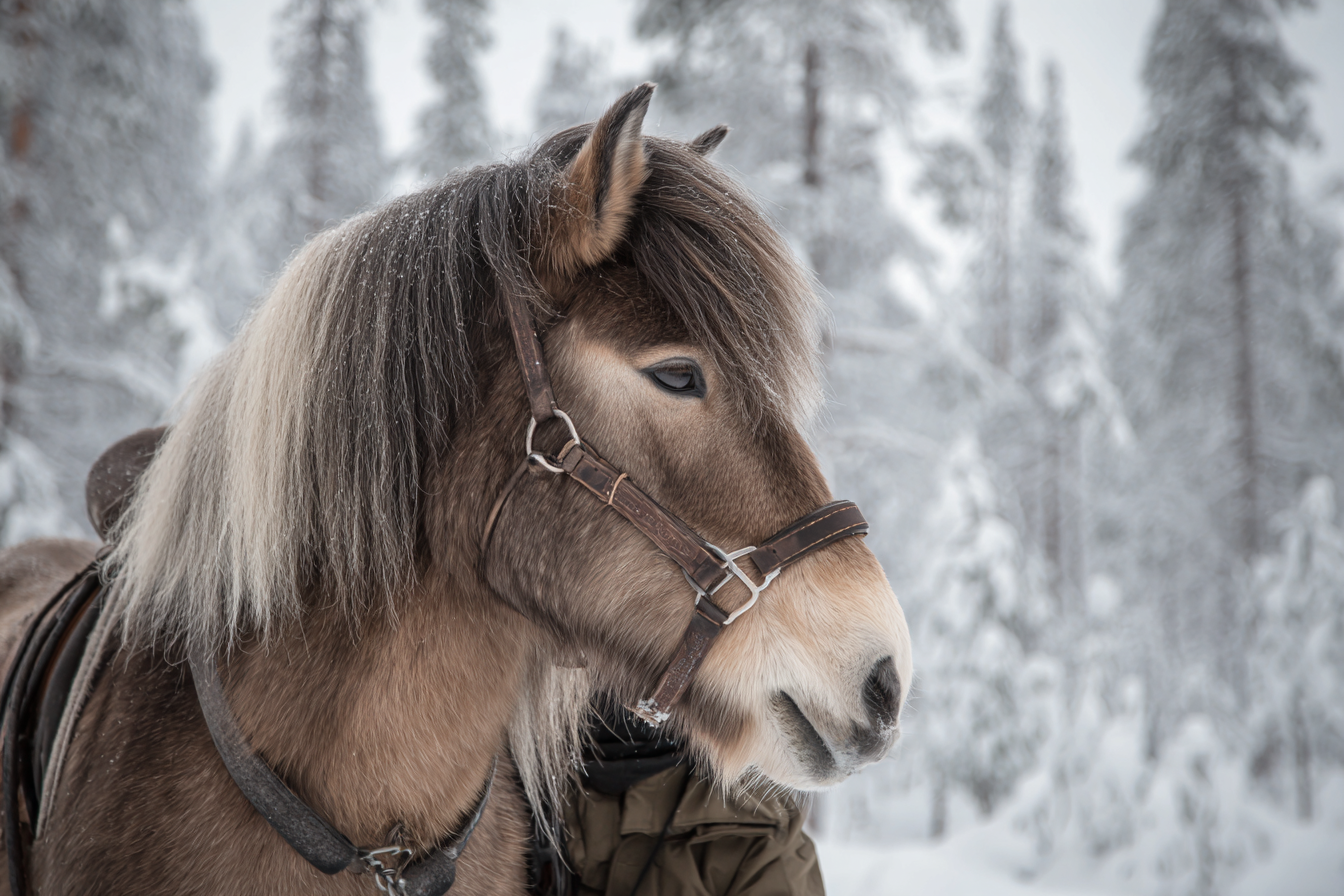 Balade à cheval dans la neige