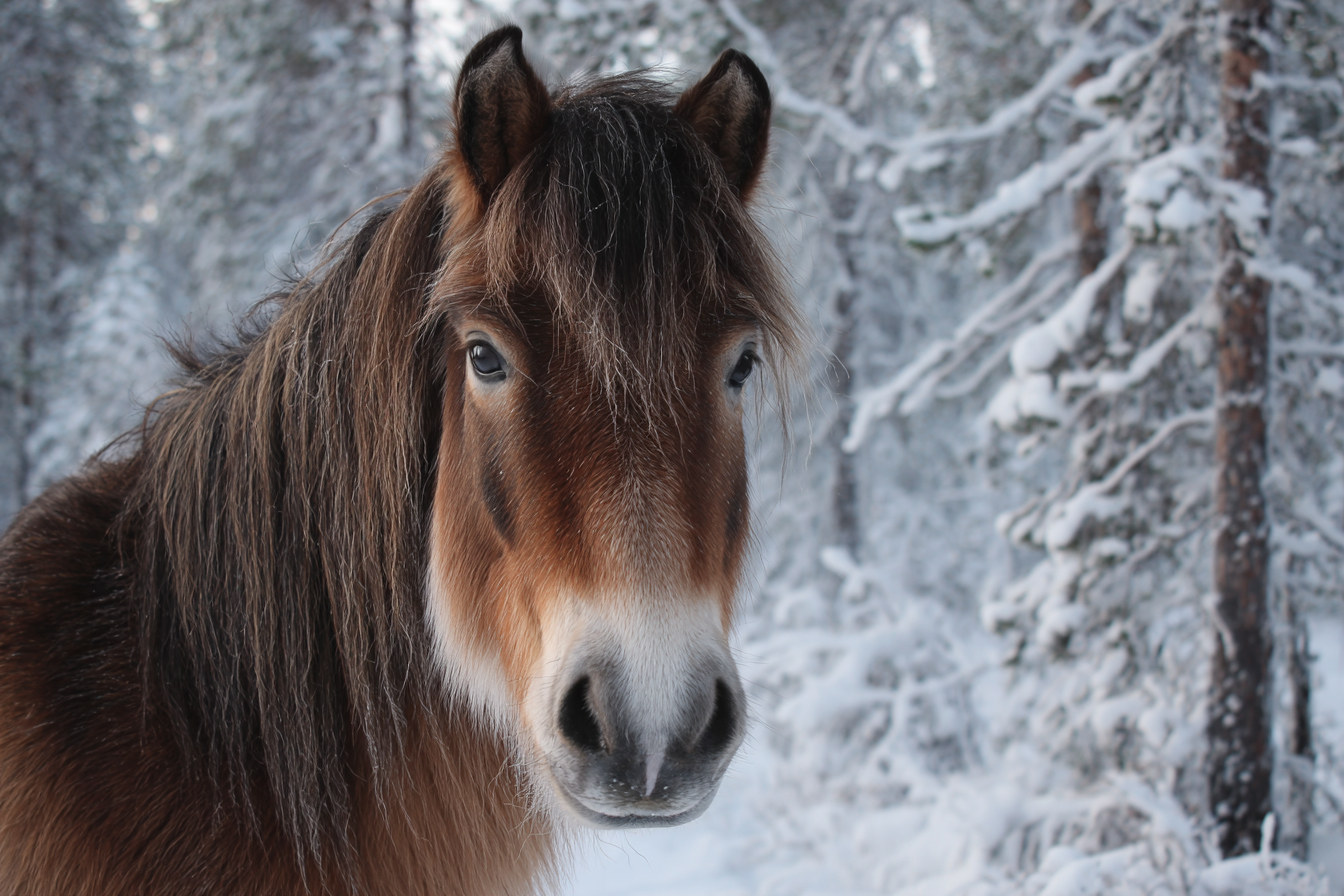 Le Finnhorse, cheval finlandais